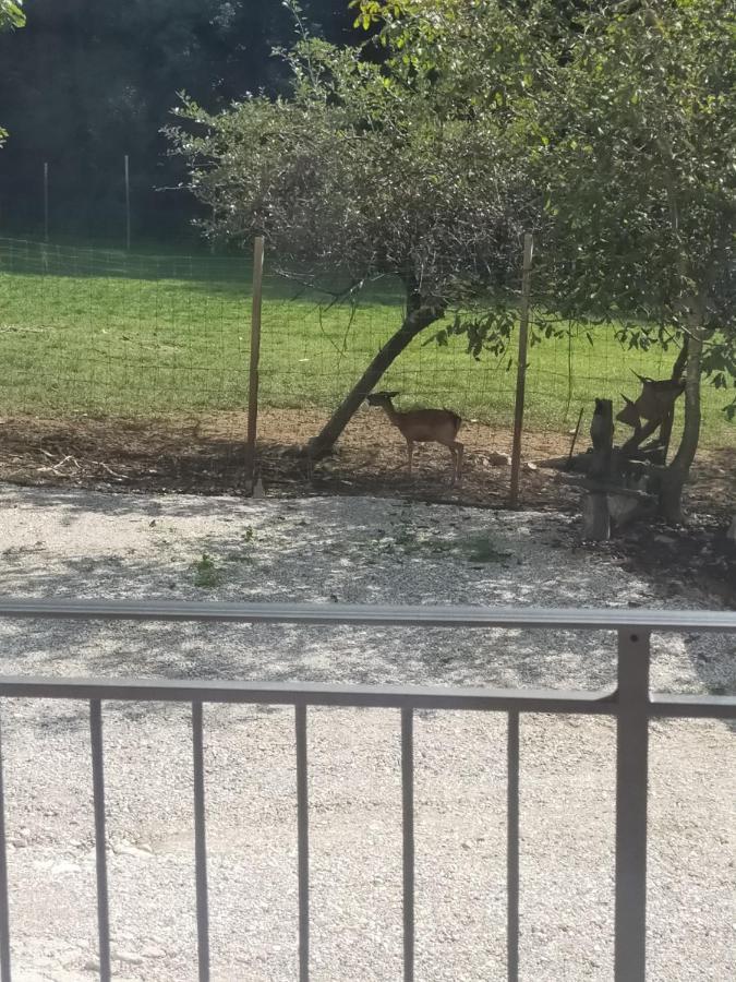Alloggio E Agriturismo De Poanute Faedis المظهر الخارجي الصورة
